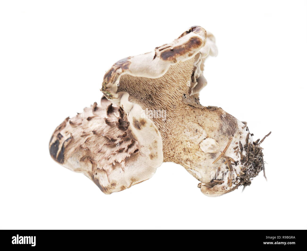 Shingled hedgehog Sarcodon imbricatus mushroom on white background Stock Photo