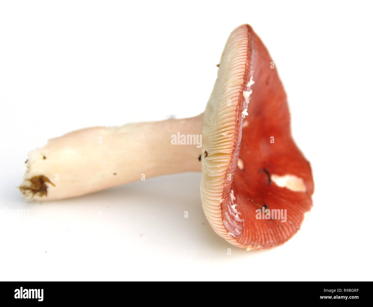 The brittlegill mushroom Russula paludosa isolated on white background