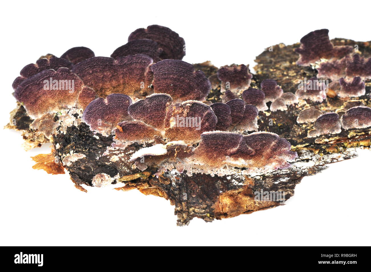 The underside of the saprophytic fungus  Trichaptum abietinum Stock Photo