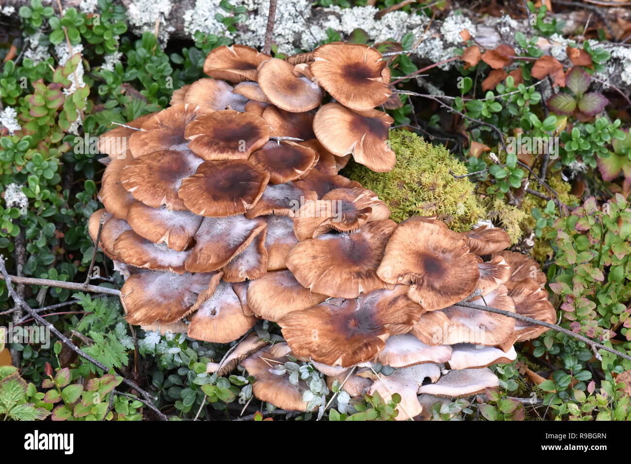 Big group of Honey mushroom, Armillaria mellea growing on a tree stump Stock Photo