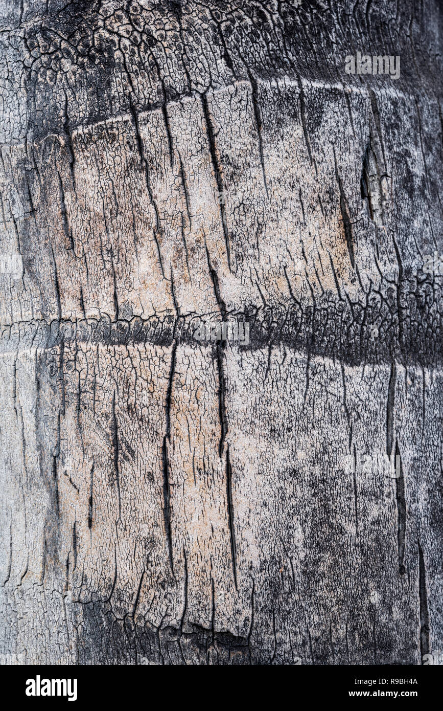 Closeup of the detail and pattern in palm tree bark from a palm tree in Honolulu, Hawaii Stock Photo