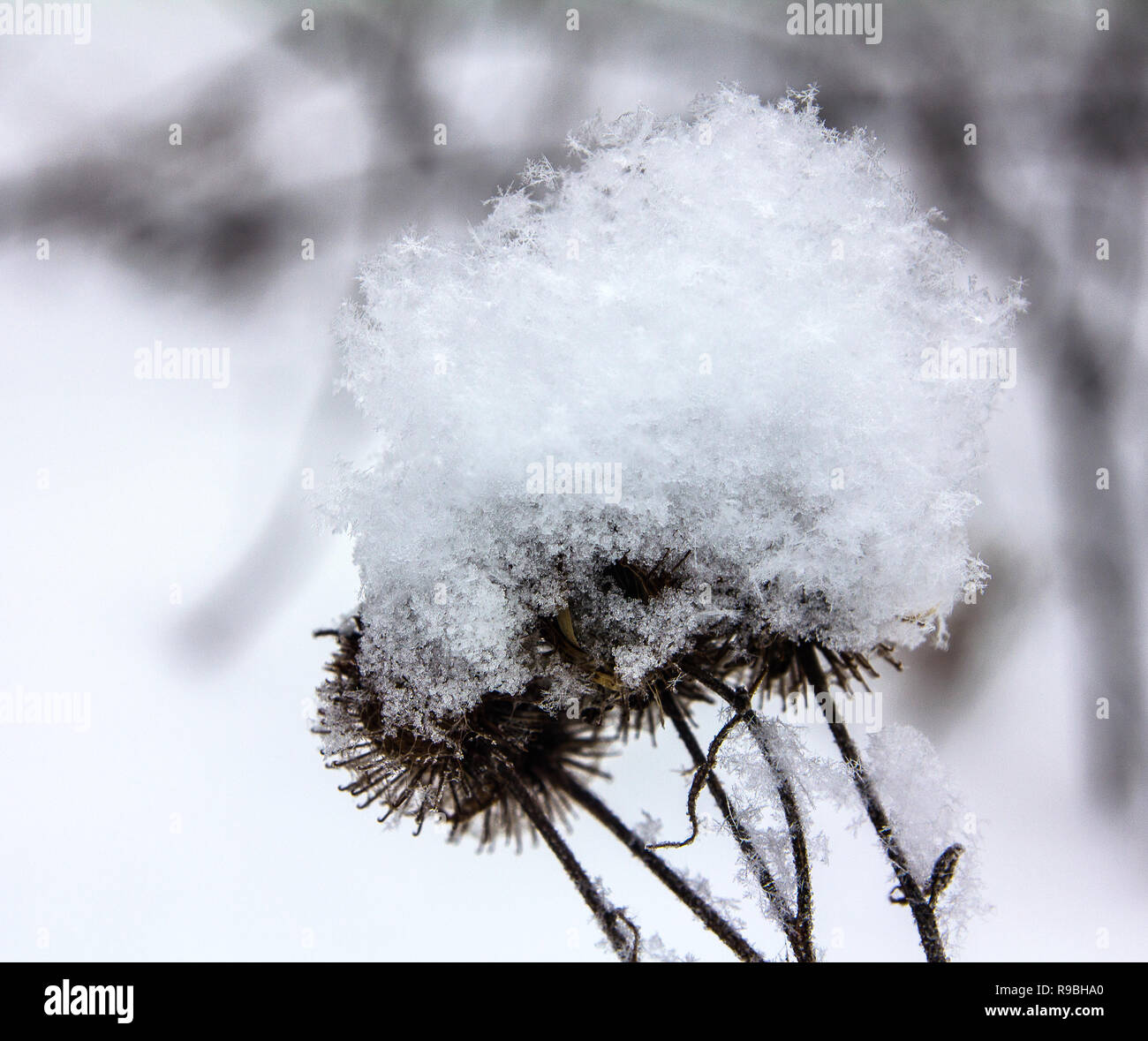 Fluffy snowflakes on the dry seeds of a thistle.Fluffy snowflakes on a thistle Stock Photo
