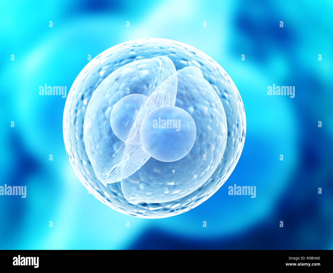 Zygote cell division hi-res stock photography and images - Alamy