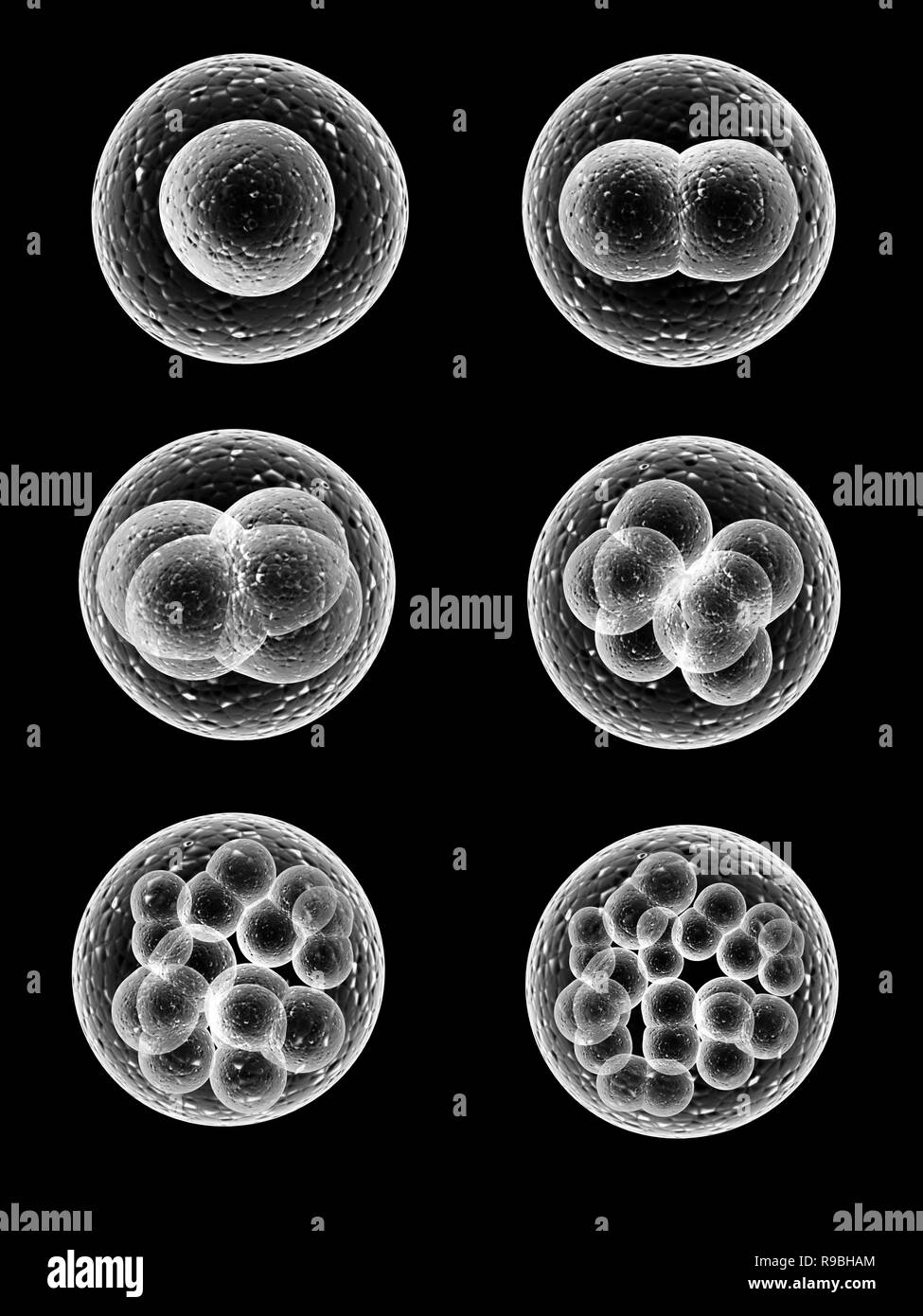 Process division of cell. Isolated on black background Stock Photo