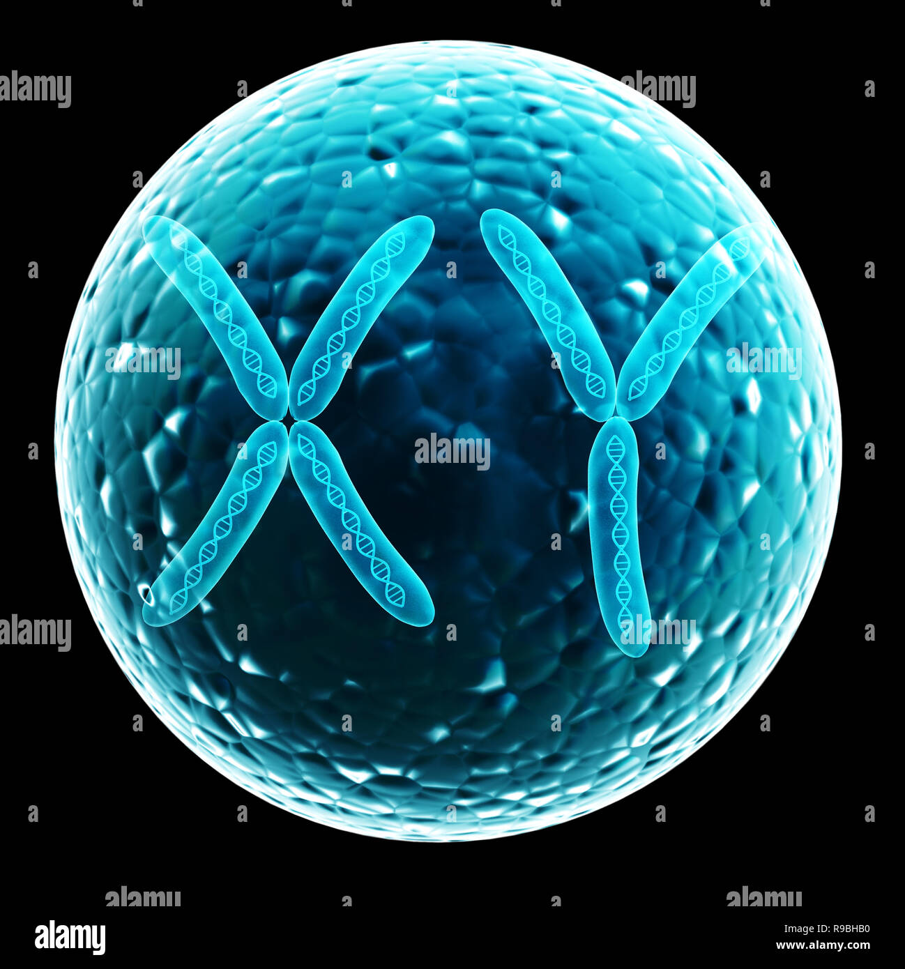 X and Y chromosome in cell. Isolated on black background Stock Photo ...