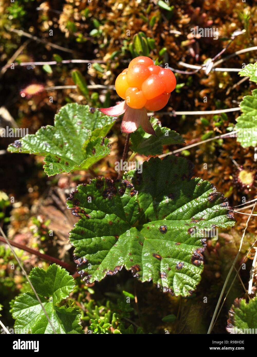 Cloudberry plant Rubus chamaemorus growing in a forest Stock Photo