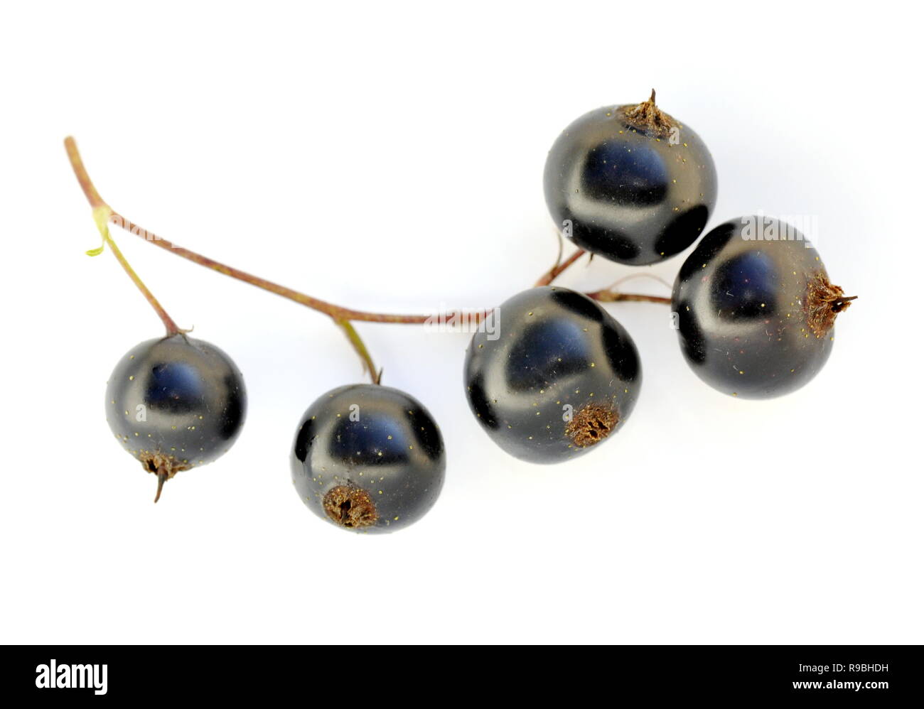 Blackcurrant berries on white background Stock Photo