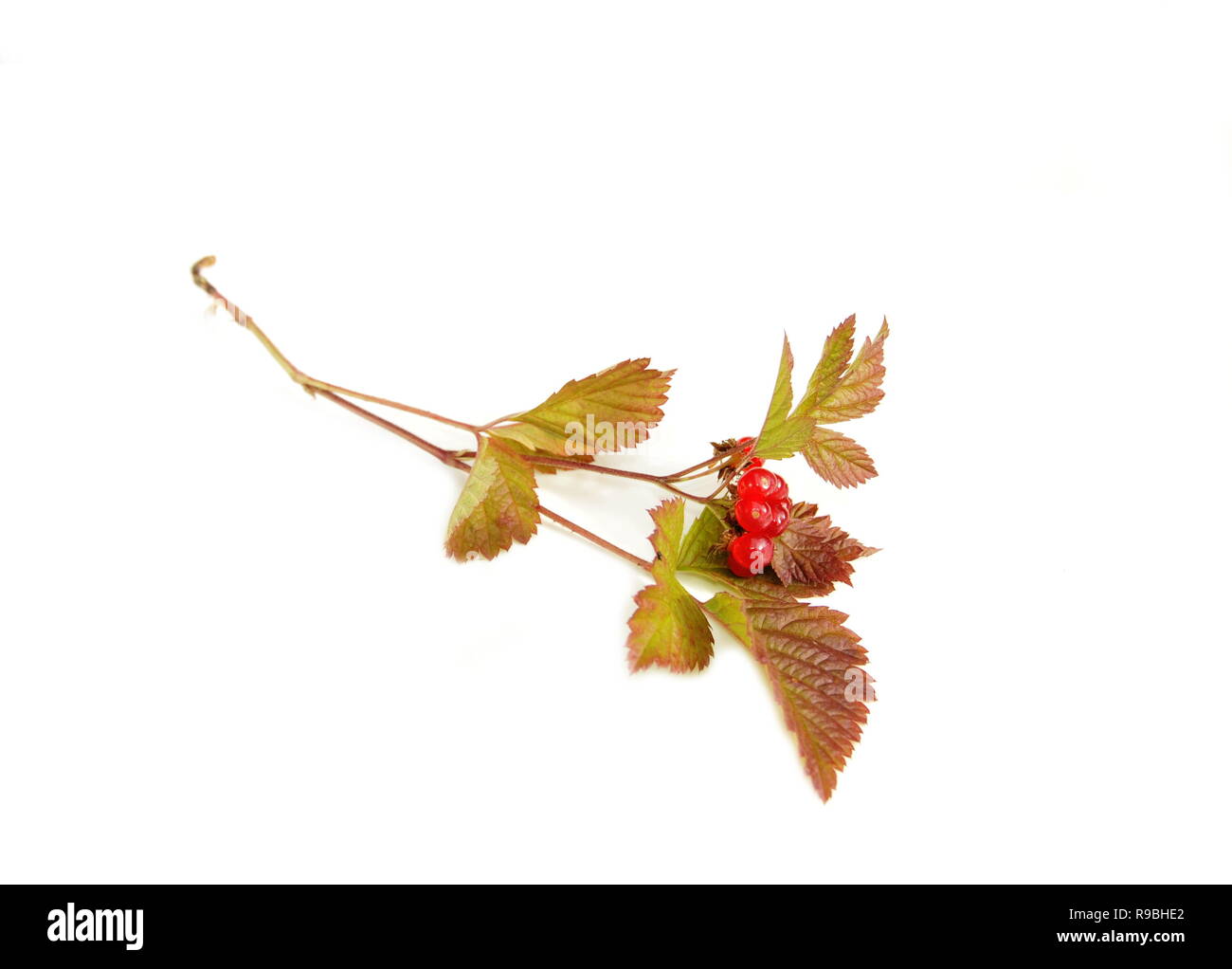 Stone bramble berries isolated on white background Stock Photo