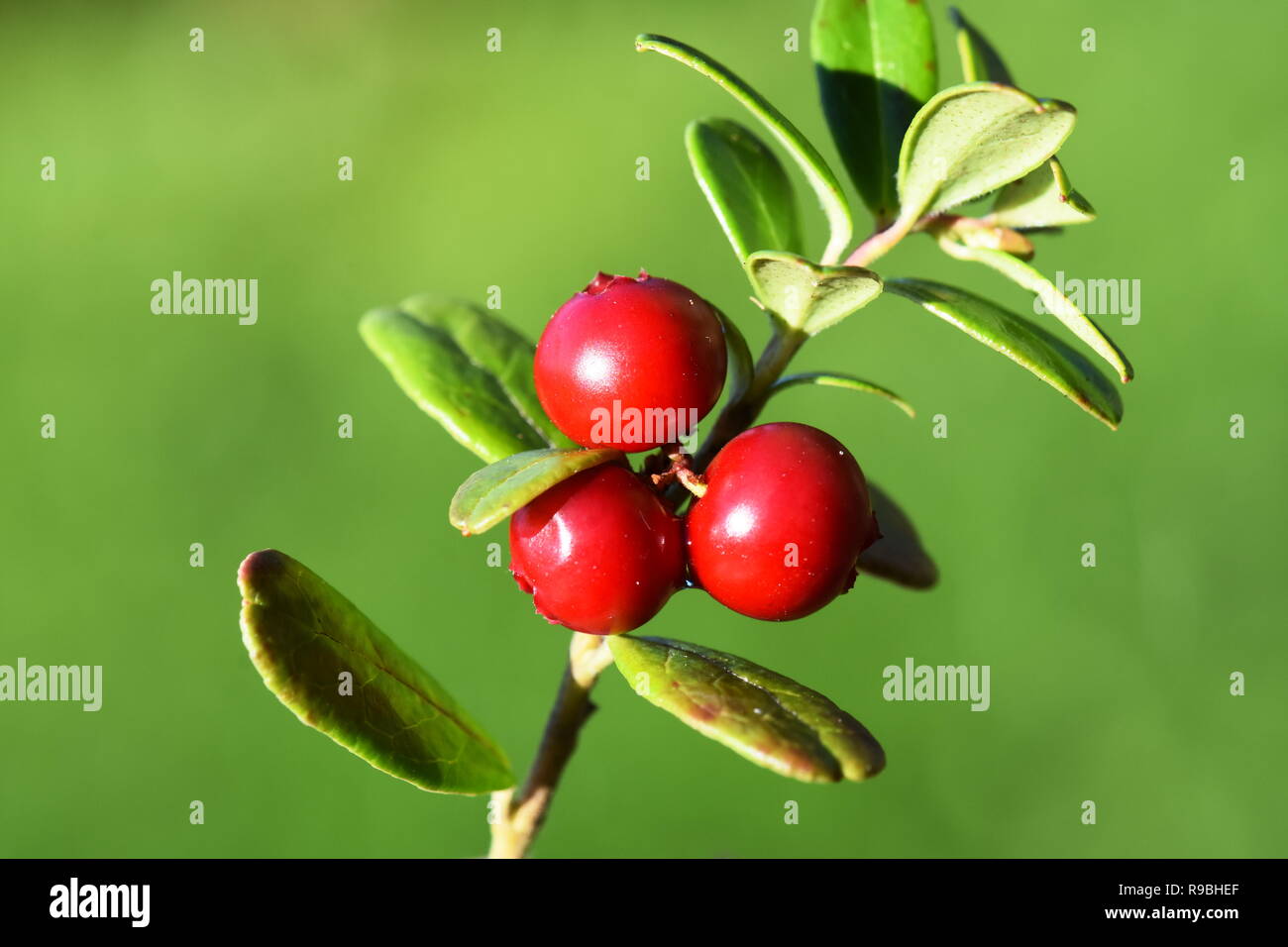 Mountain cranberry Vaccinium vitis-idaea red berries on green background Stock Photo