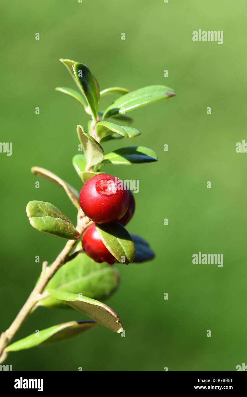 Mountain cranberry Vaccinium vitis-idaea red berries on green background Stock Photo
