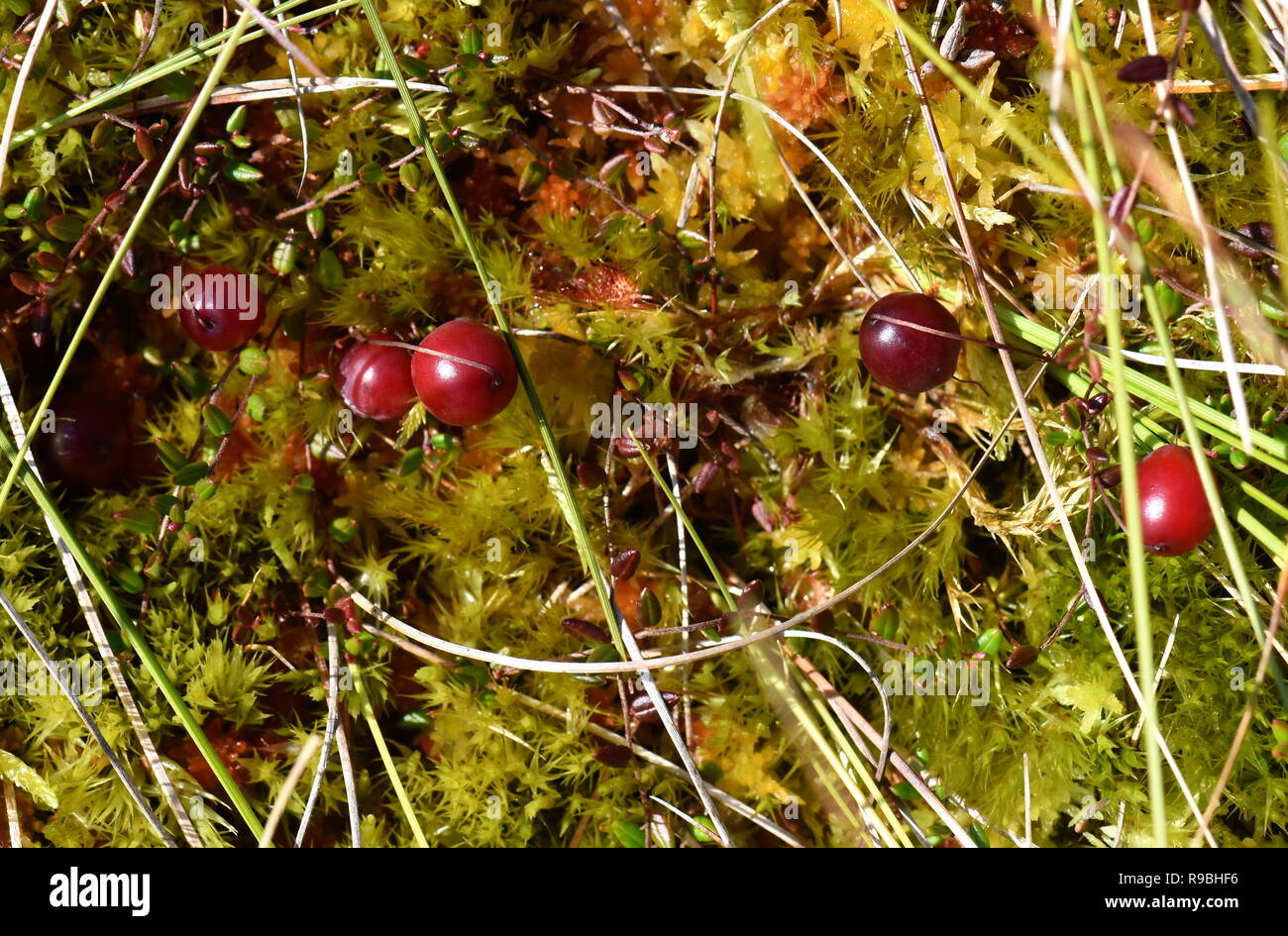 Bog cranberry Oxycoccus vaccinium growing in sphagnum moss on a swamp Stock Photo