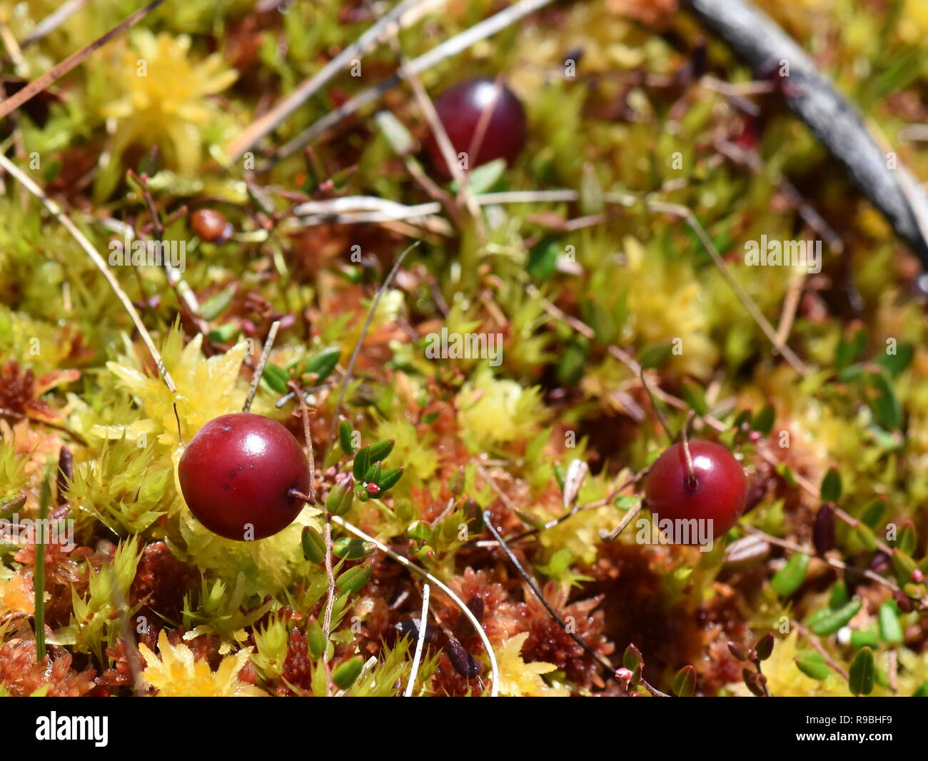 Bog cranberry Oxycoccus vaccinium growing in sphagnum moss on a swamp Stock Photo
