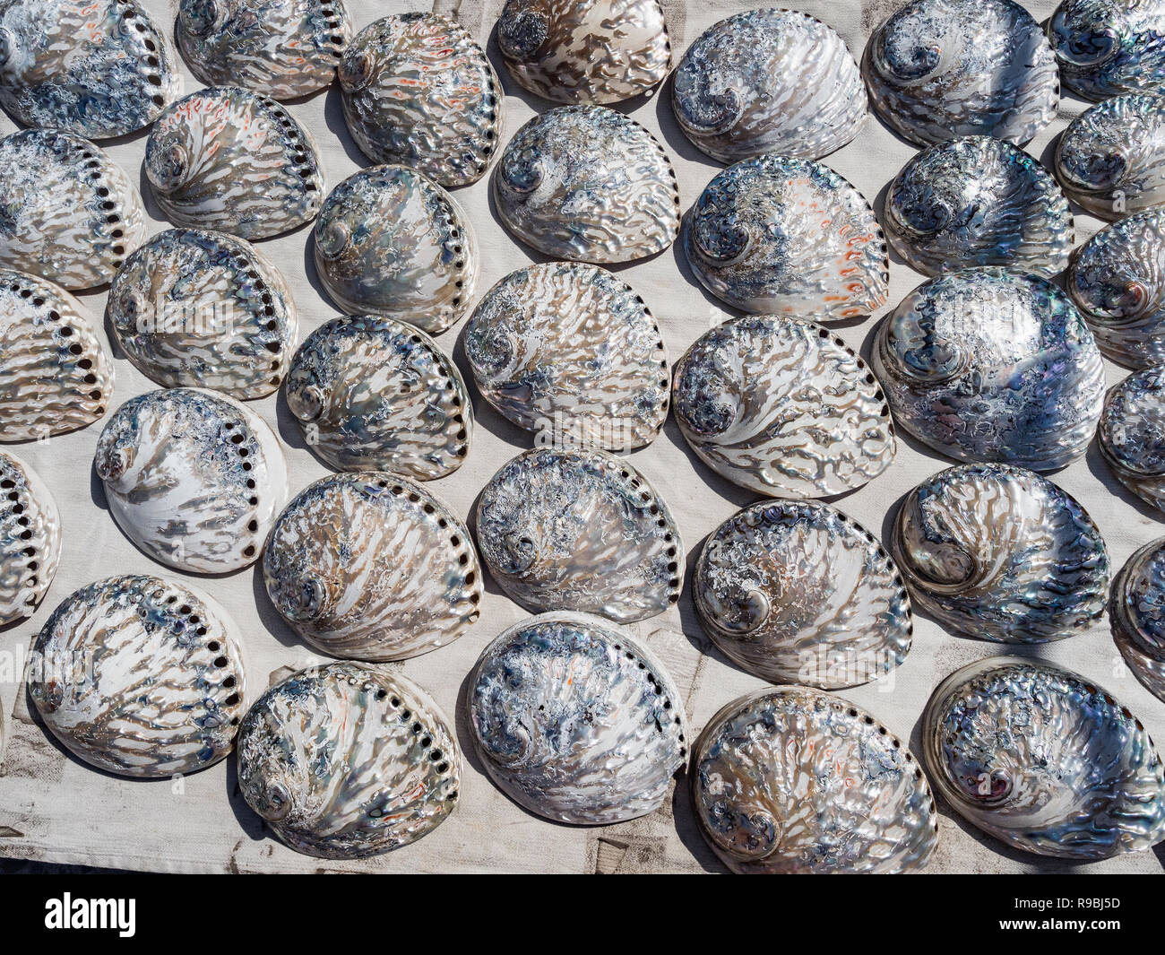 Mother of pearl sea shells close up background. Beautiful colorful ...