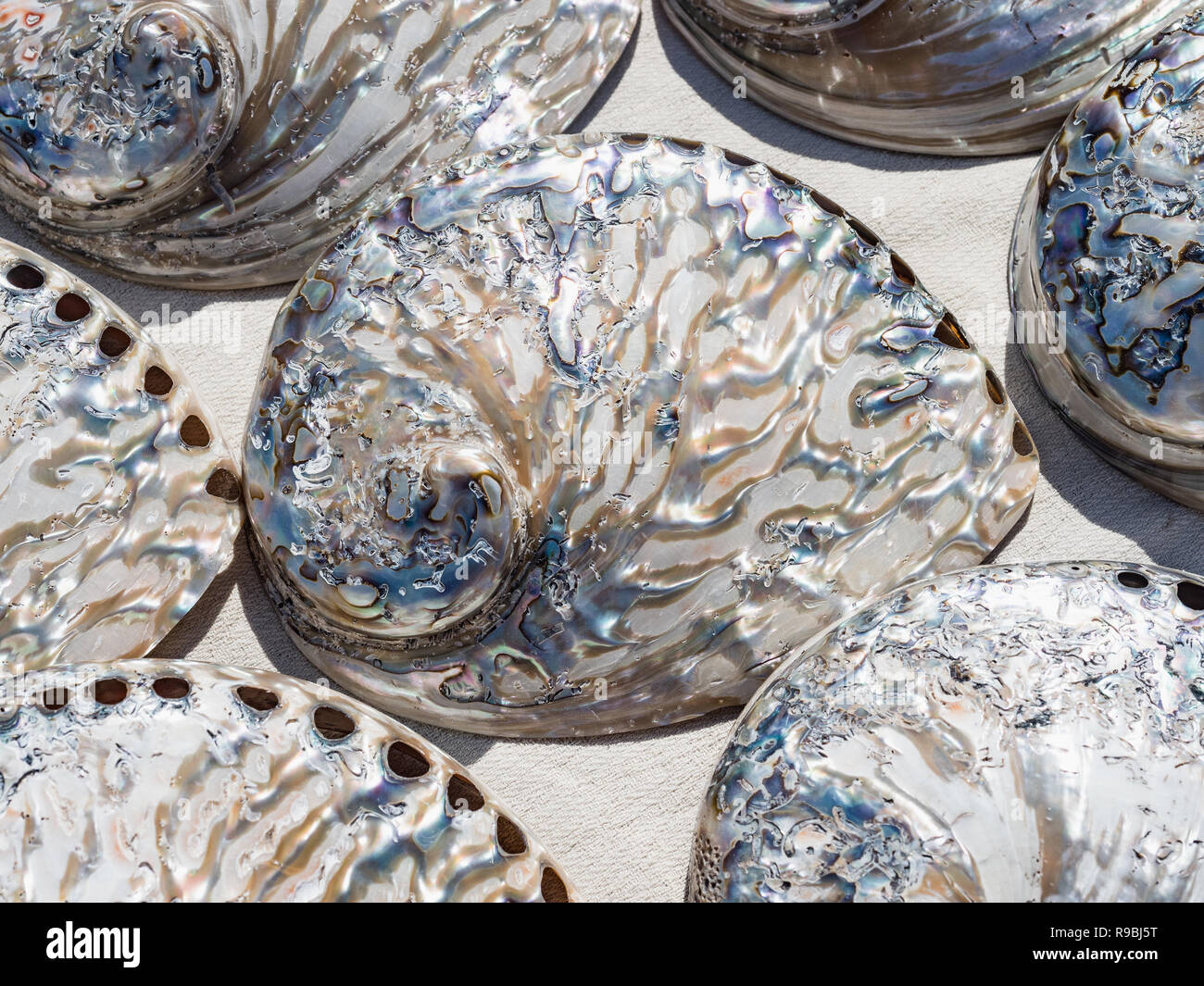 Mother Of Pearl Sea Shells Close Up Background Beautiful - 