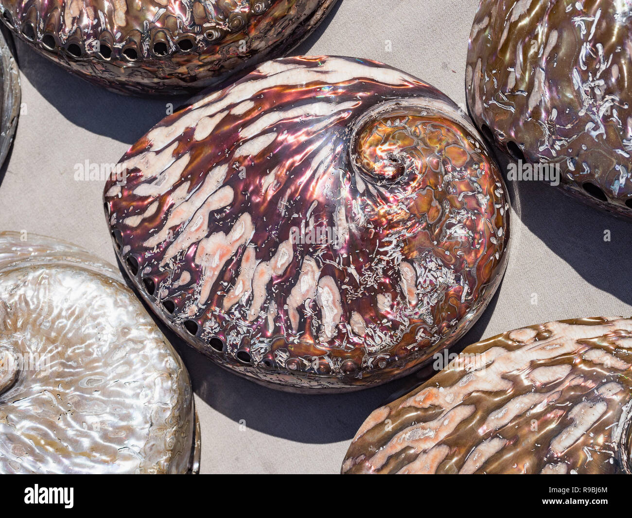 Mother Of Pearl Sea Shells Close Up Background Beautiful - 