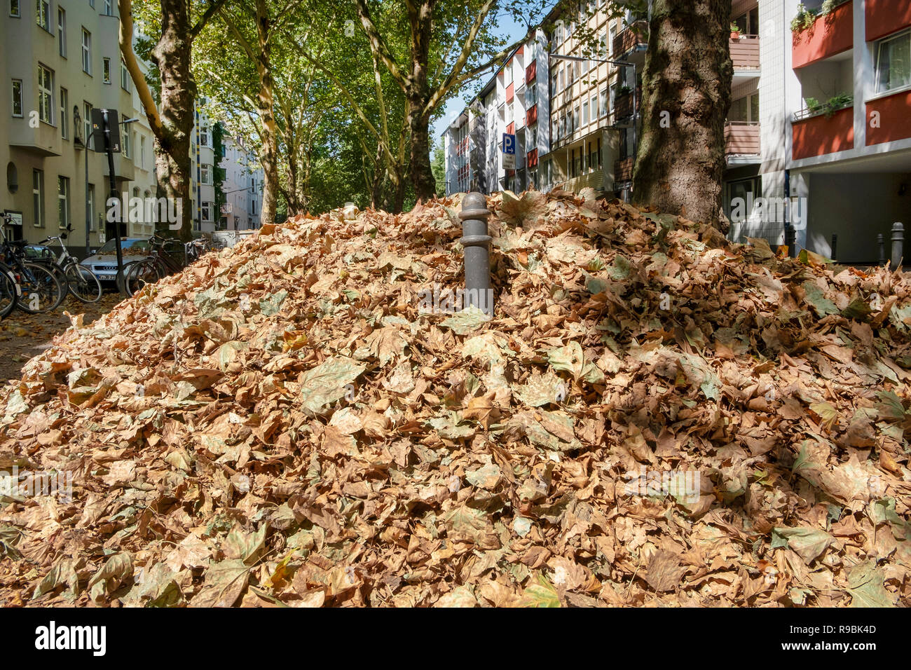 Autumn in August. In the extremely hot summer of 2018 Stock Photo