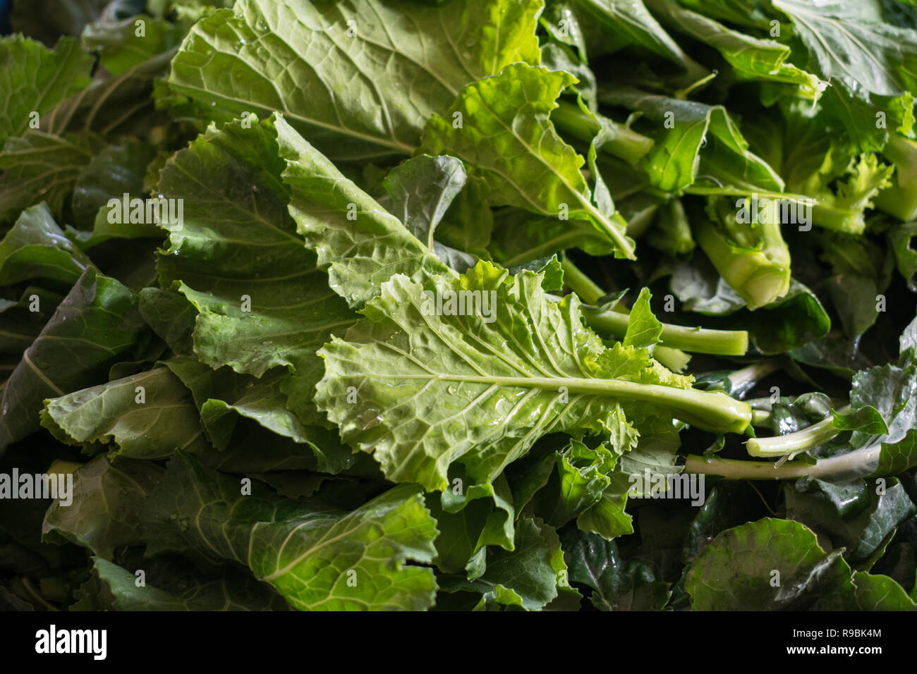 https://c8.alamy.com/comp/R9BK4M/bunch-of-fresh-green-turnip-greens-R9BK4M.jpg