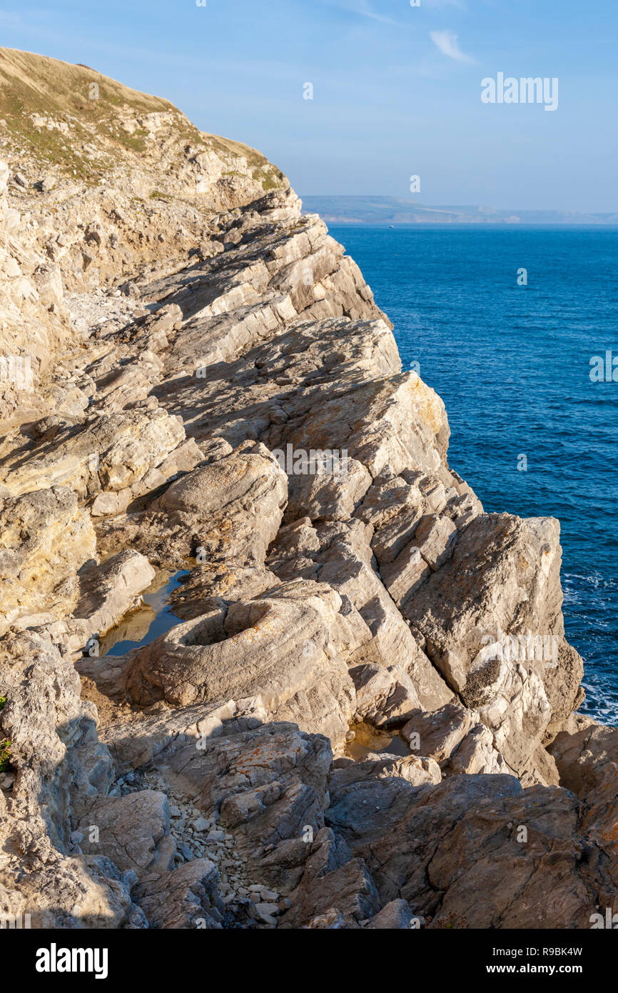 Fossilised Thrombolites surrounding the base of trees that grew in the Jurassic period at Lulworth Cove, Dorset, England Stock Photo