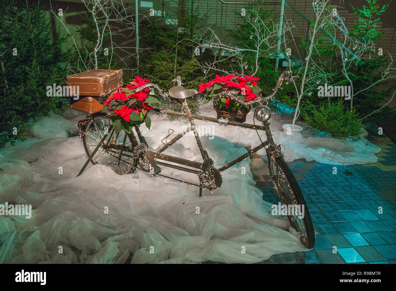 City Cesis, Latvia. Old retro tandem bicycle and christmas decors, red flowers. Travel photo 2018. december. Stock Photo