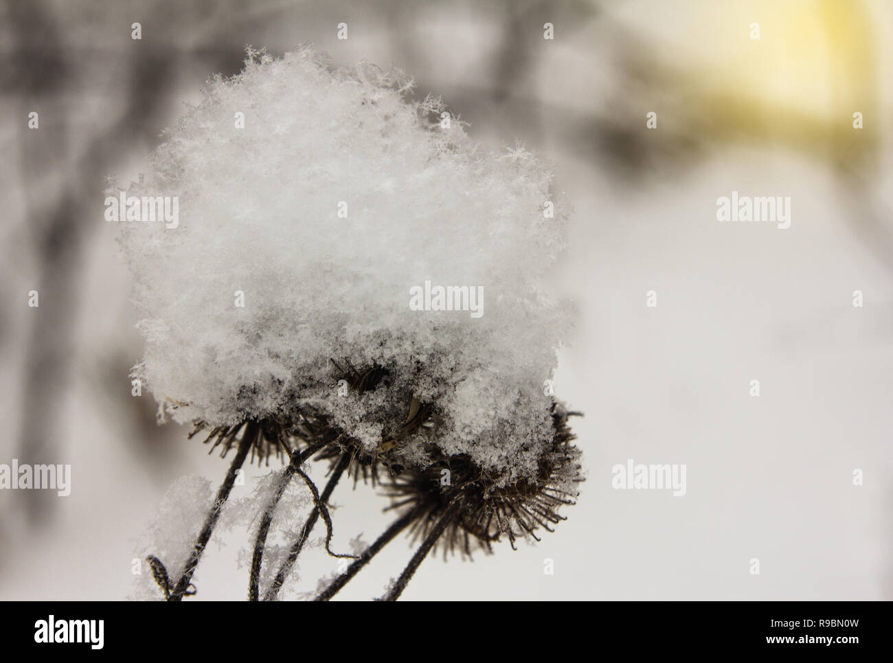Snowflakes crystals of freshly falling fluffy snow on a dry thistle in a winter field. Stock Photo