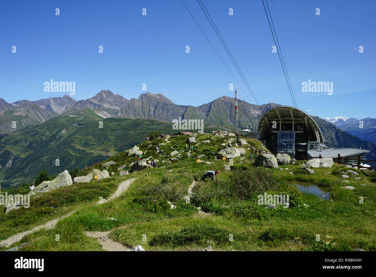 Mont Blanc massif: the Saussurea Botanic Garden Stock Photo