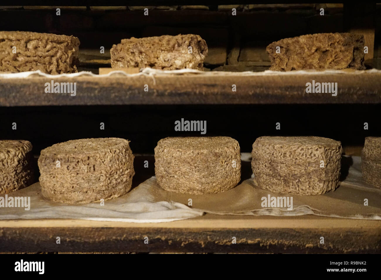 Forms of cheese seasoning in Murazzano, Piedmont - Italy Stock Photo