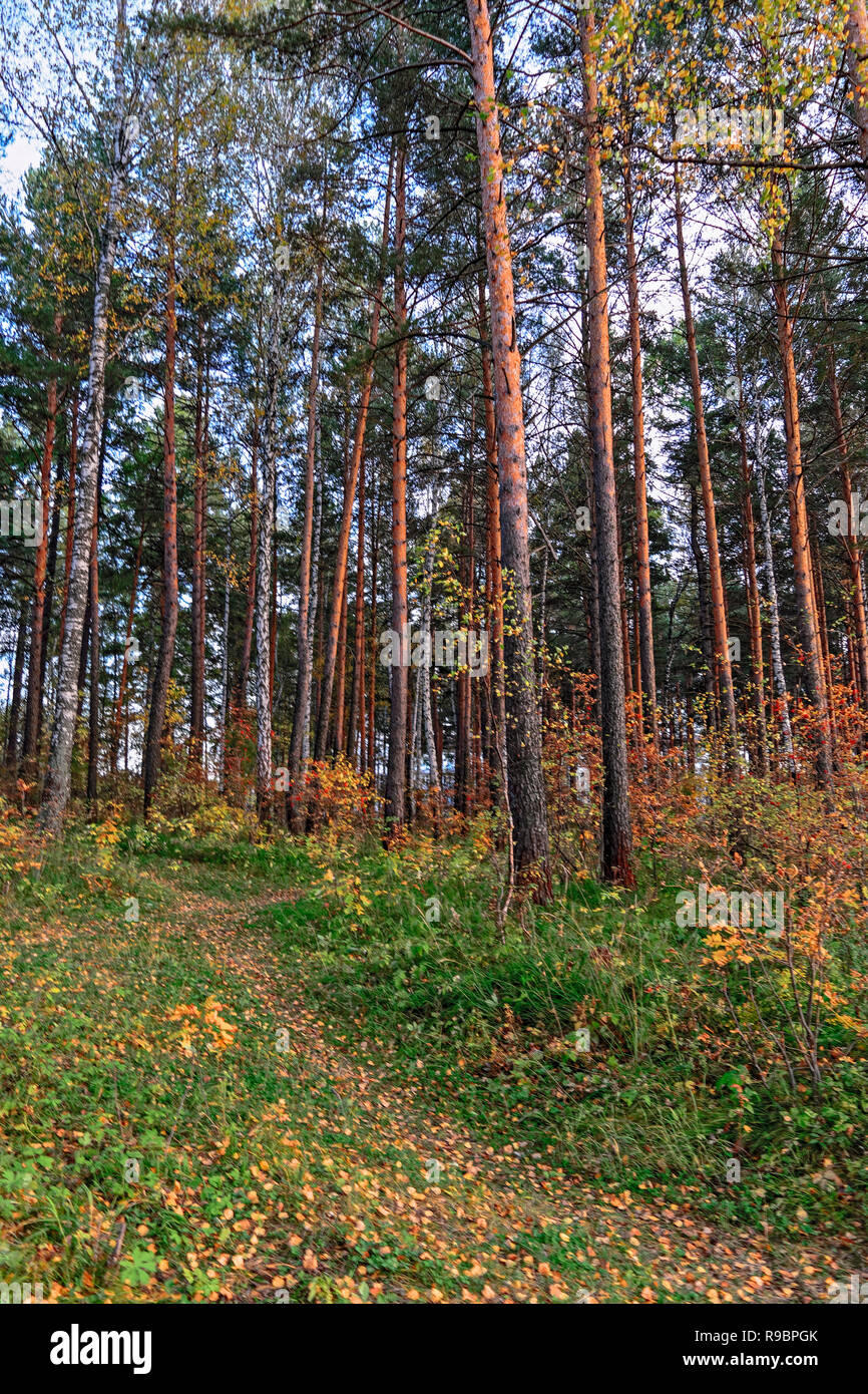 Autumn landscape sunset in the forest by the lake Stock Photo - Alamy