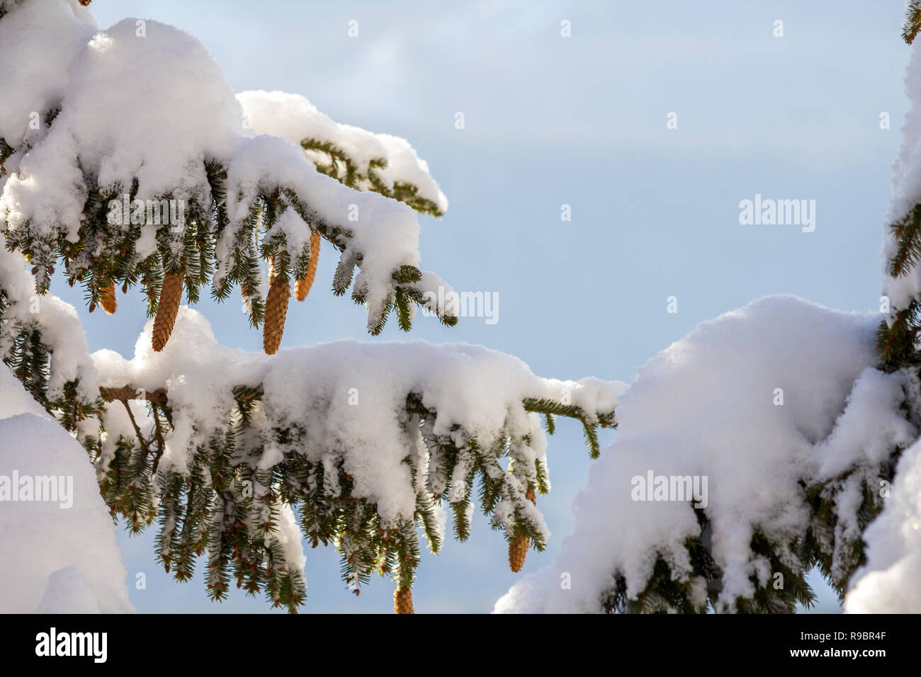Spruce tree branch with green needles and cones covered with deep snow ...