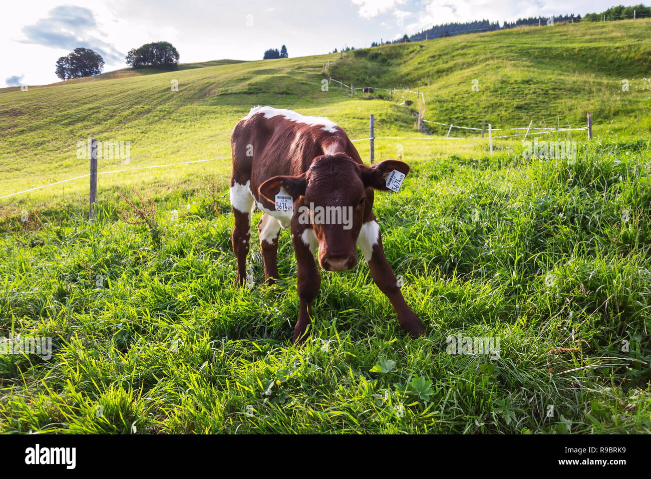 Cow pasture on beautiful green Alps mountain meadow, summer sunny day copy space, sustainable ecological organic farming concept Stock Photo