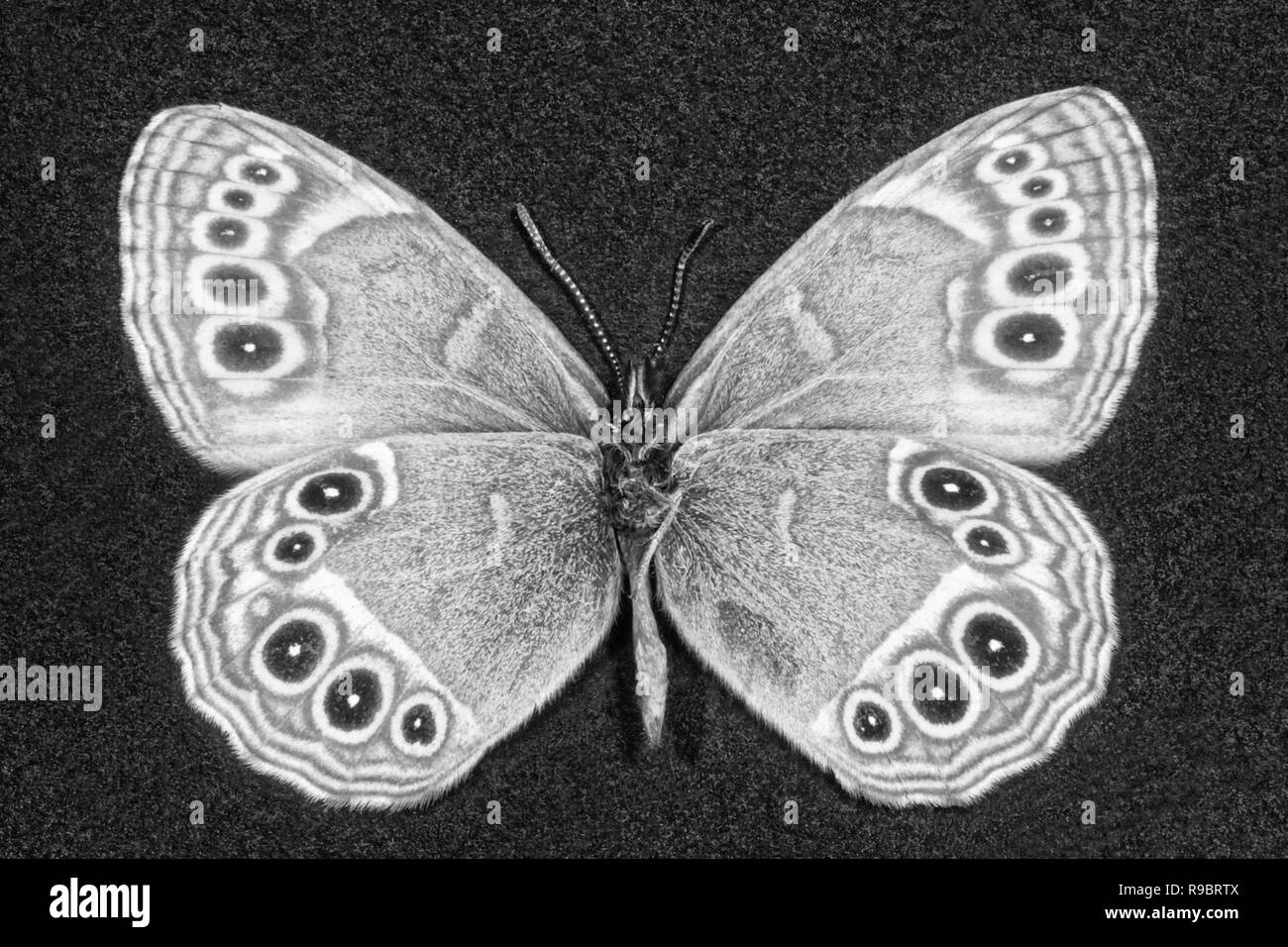 Photo butterflies An open-air corner-eyed achina, a brown-eyed large-eyed eyepiece, an open-air corner of the roadside, Krupnoglazka, Lopinga achine, Stock Photo