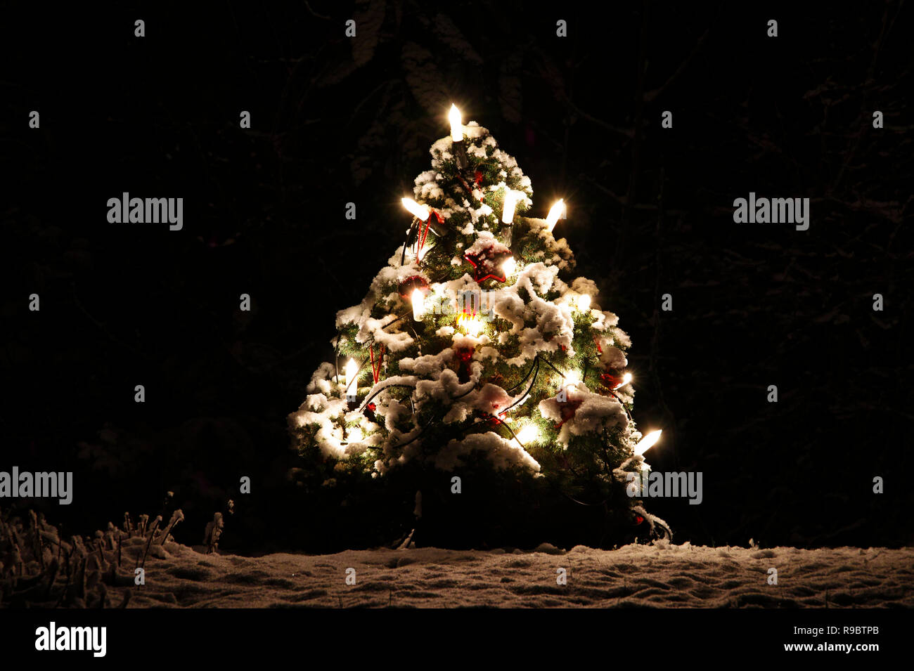 Christmas tree in the garden Stock Photo Alamy