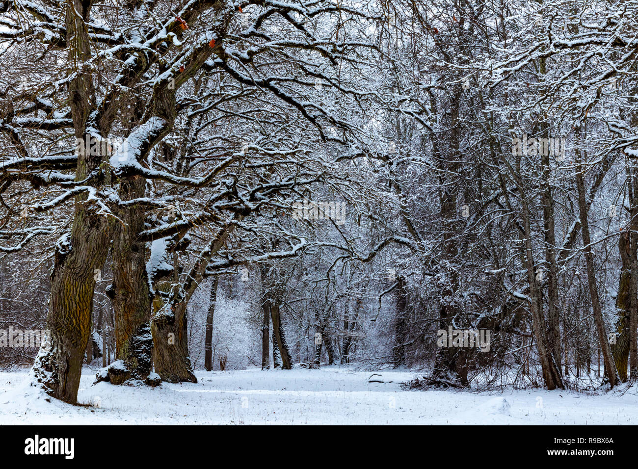 beautiful north european winter time nature landscape with trees and ...