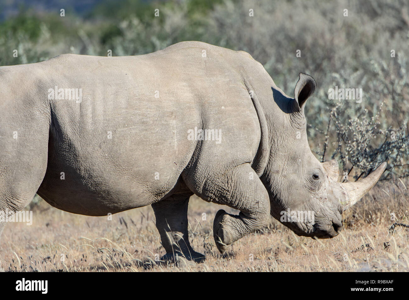 Southern white rhinoceros (Ceratotherium simum simum) running in Namibia, Africa. Considered as Near Threatened. Stock Photo