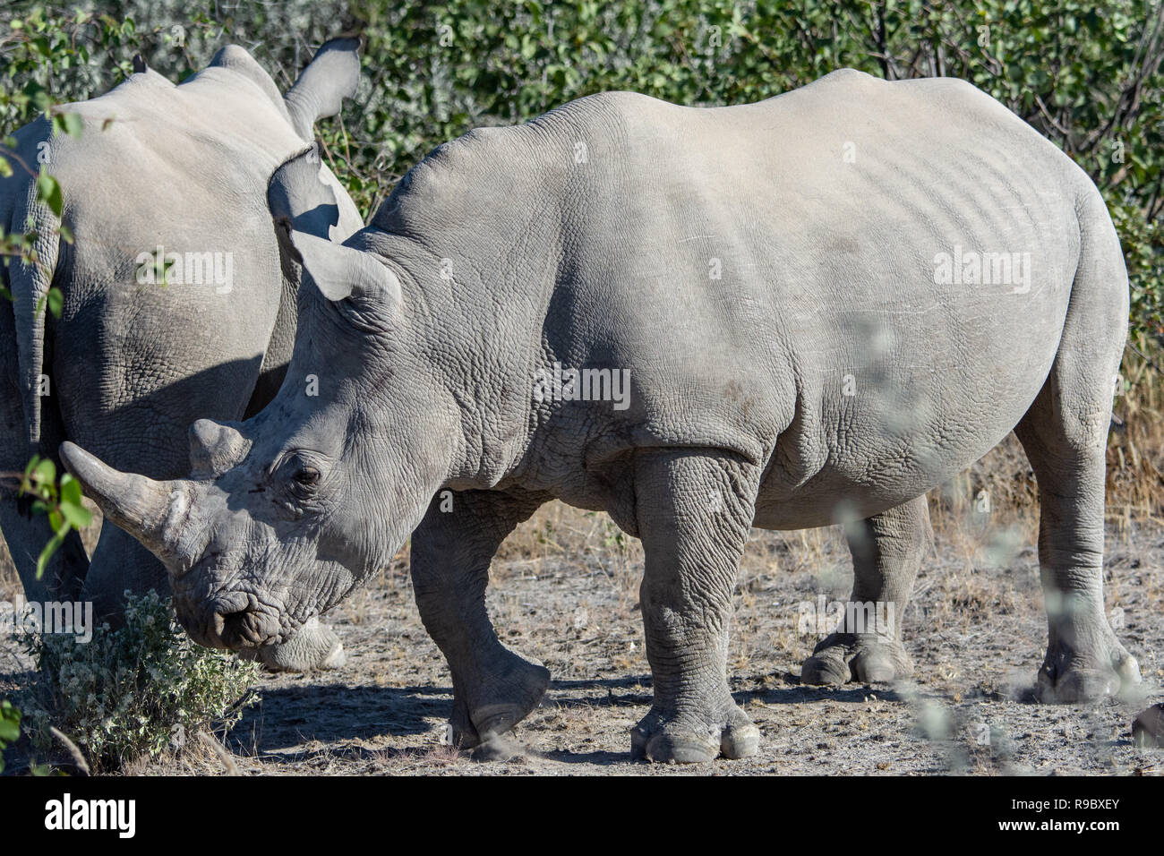 Southern white rhinoceros (Ceratotherium simum simum) in Namibia, Africa. Considered as Near Threatened. Stock Photo