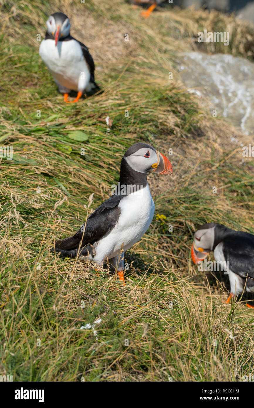 Puffins sitting in the grass near a Cliff in south Iceland Stock Photo
