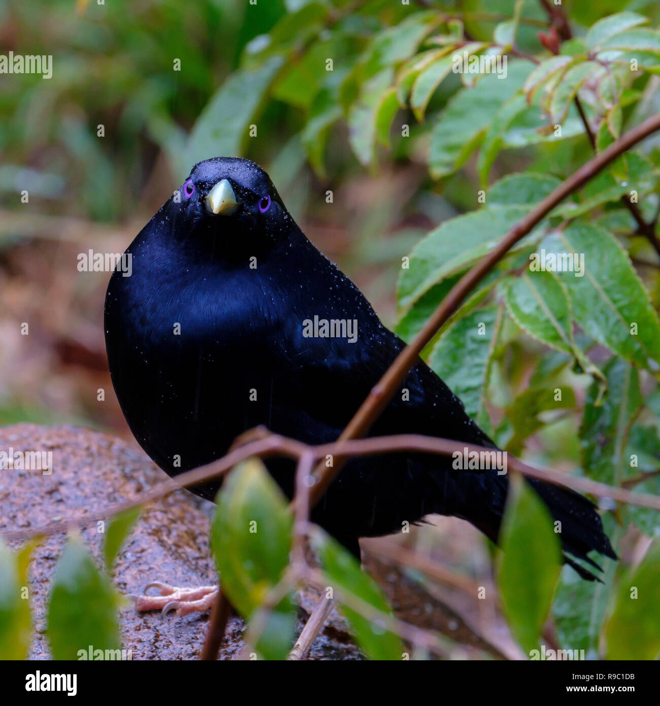 Feather bower hires stock photography and images Alamy