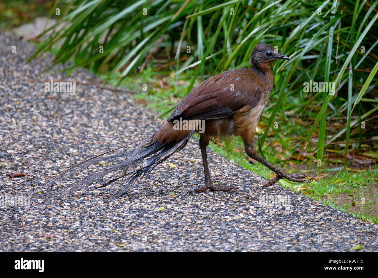 Albert's Lyrebird - O'Reilly's Rainforest Retreat, Green Mountains National Park Stock Photo