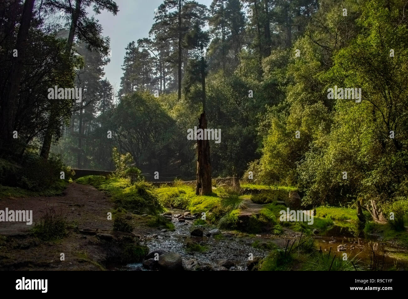 Desierto de los Leones National Park in Mexico City, Mexico Stock Photo -  Alamy