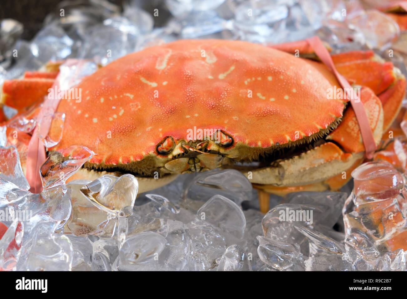 Fresh Dungeness crab on ice cube ready for sale Stock Photo - Alamy