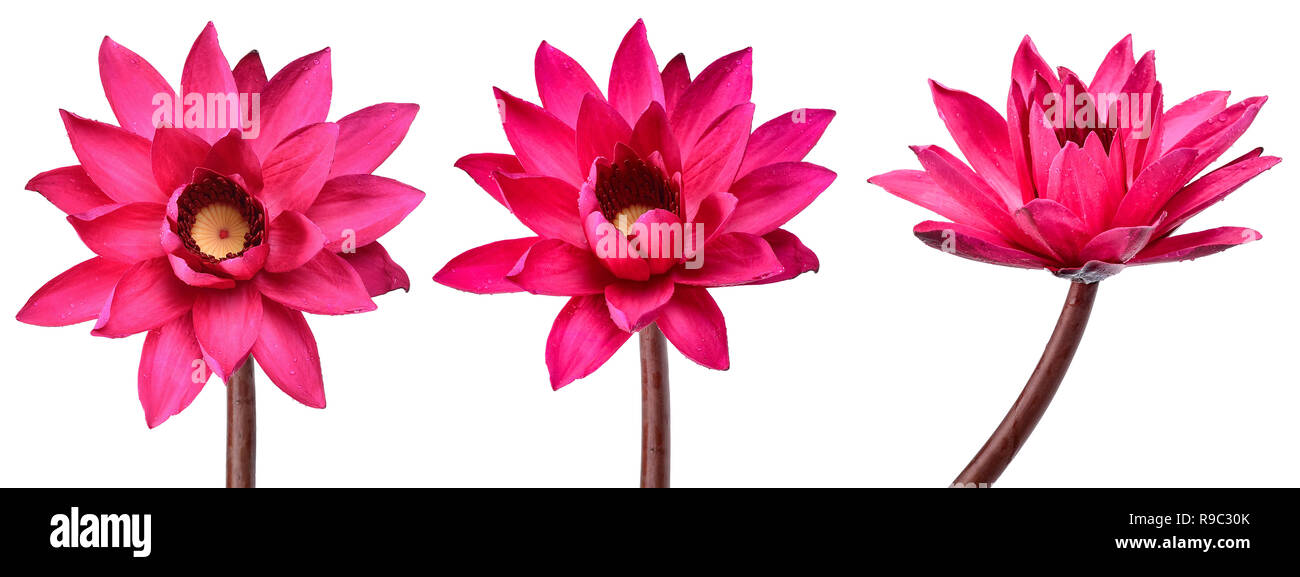 Collection Red Lotus flower isolated on white background Stock Photo