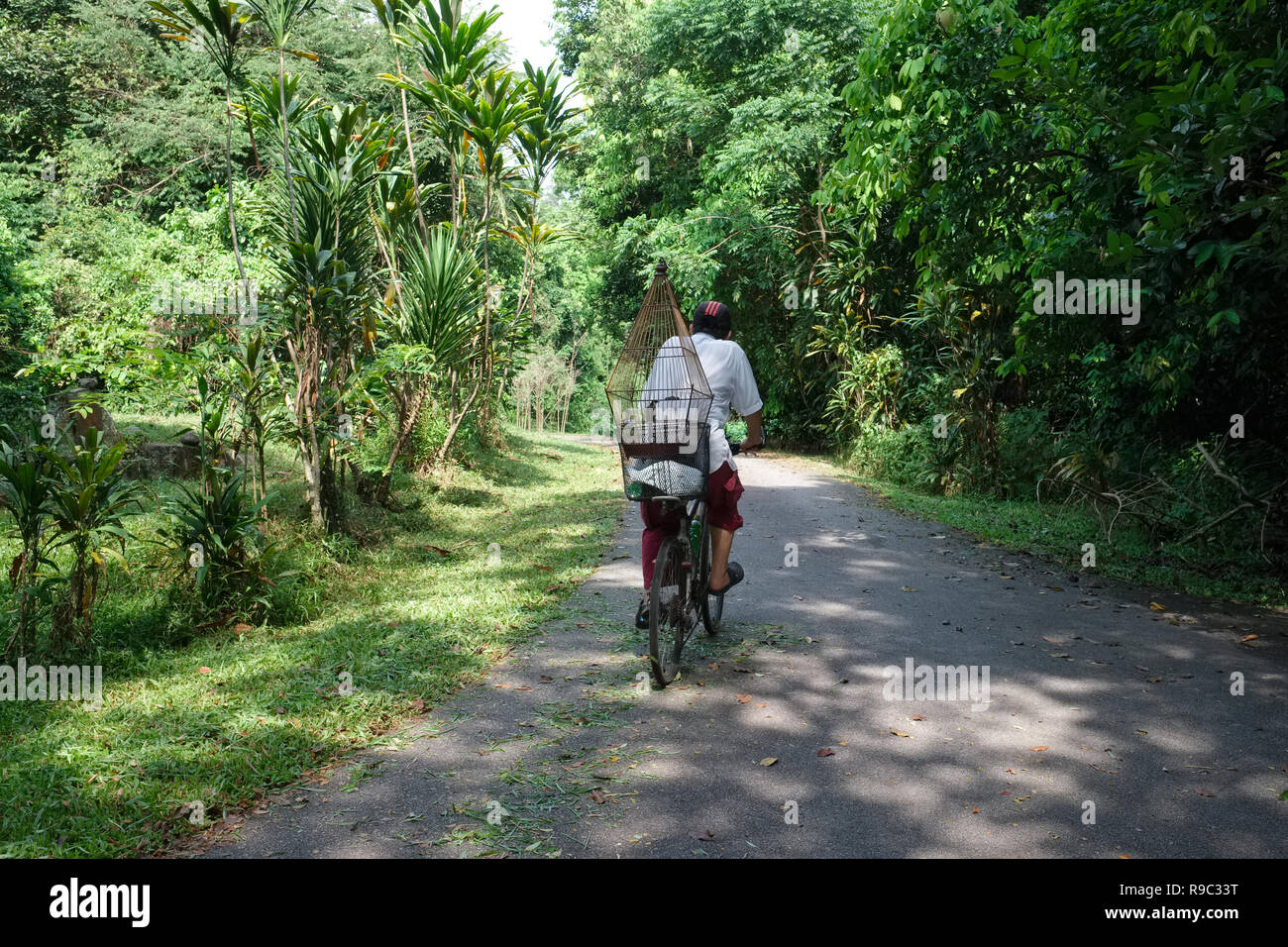 A cyclist in Bukit Brown Cemetery, Singapore, accompanied by a caged songbird; in S.E.Asia, songbirds often compete in 'singing contests' Stock Photo