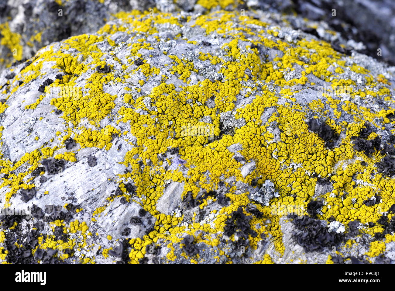 Yellow lichen of the genus Candellaria growing on a stone Stock Photo