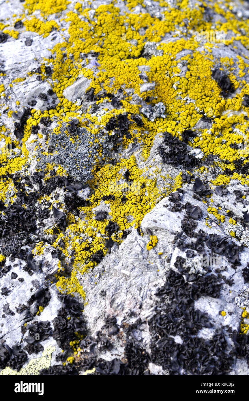 Yellow lichen of the genus Candellaria growing on a stone Stock Photo
