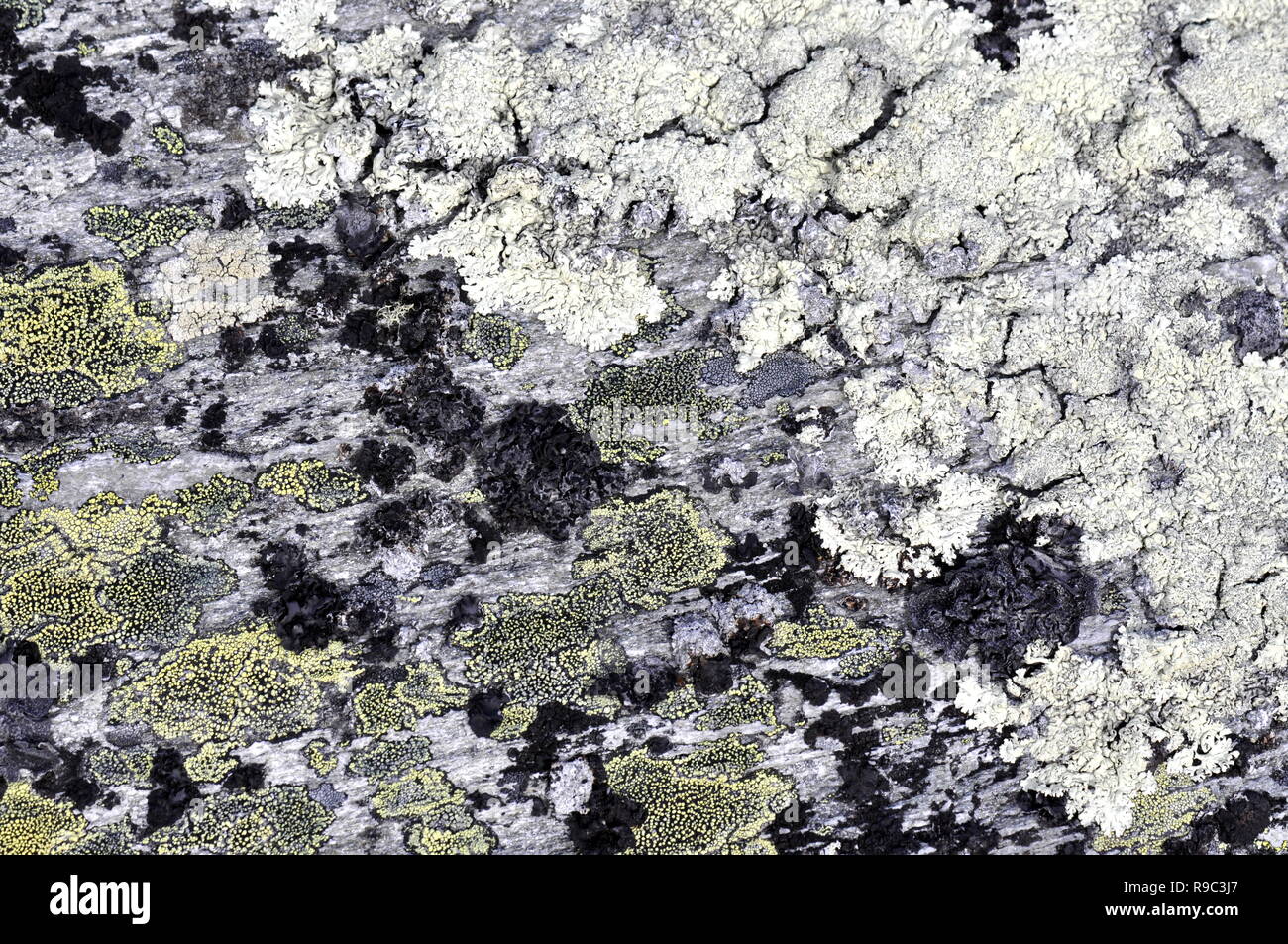 Different crustose lichen growing on a stone Stock Photo
