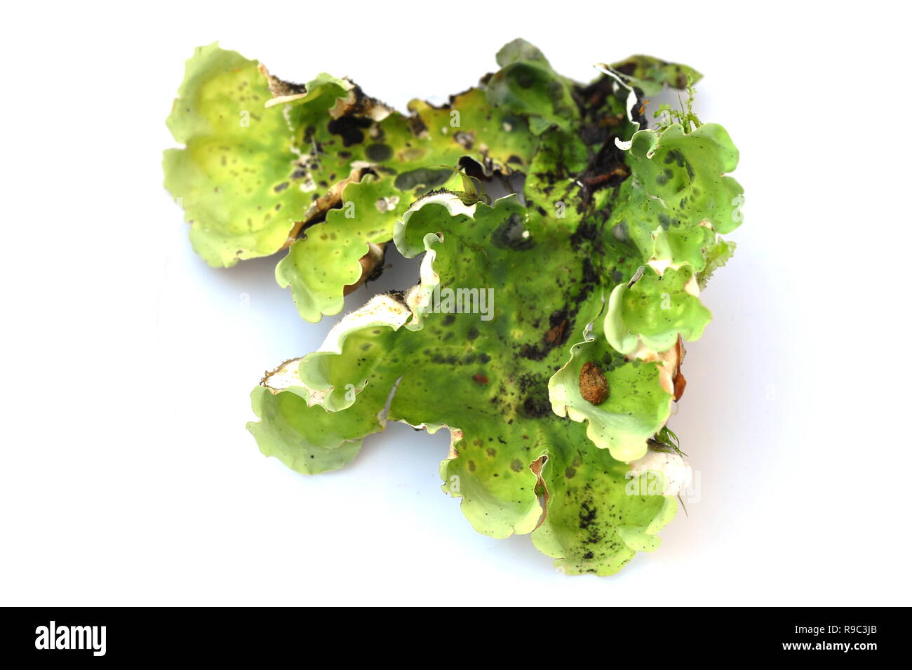 Green dog lichen peltigera aphthosa isolated on white background Stock Photo