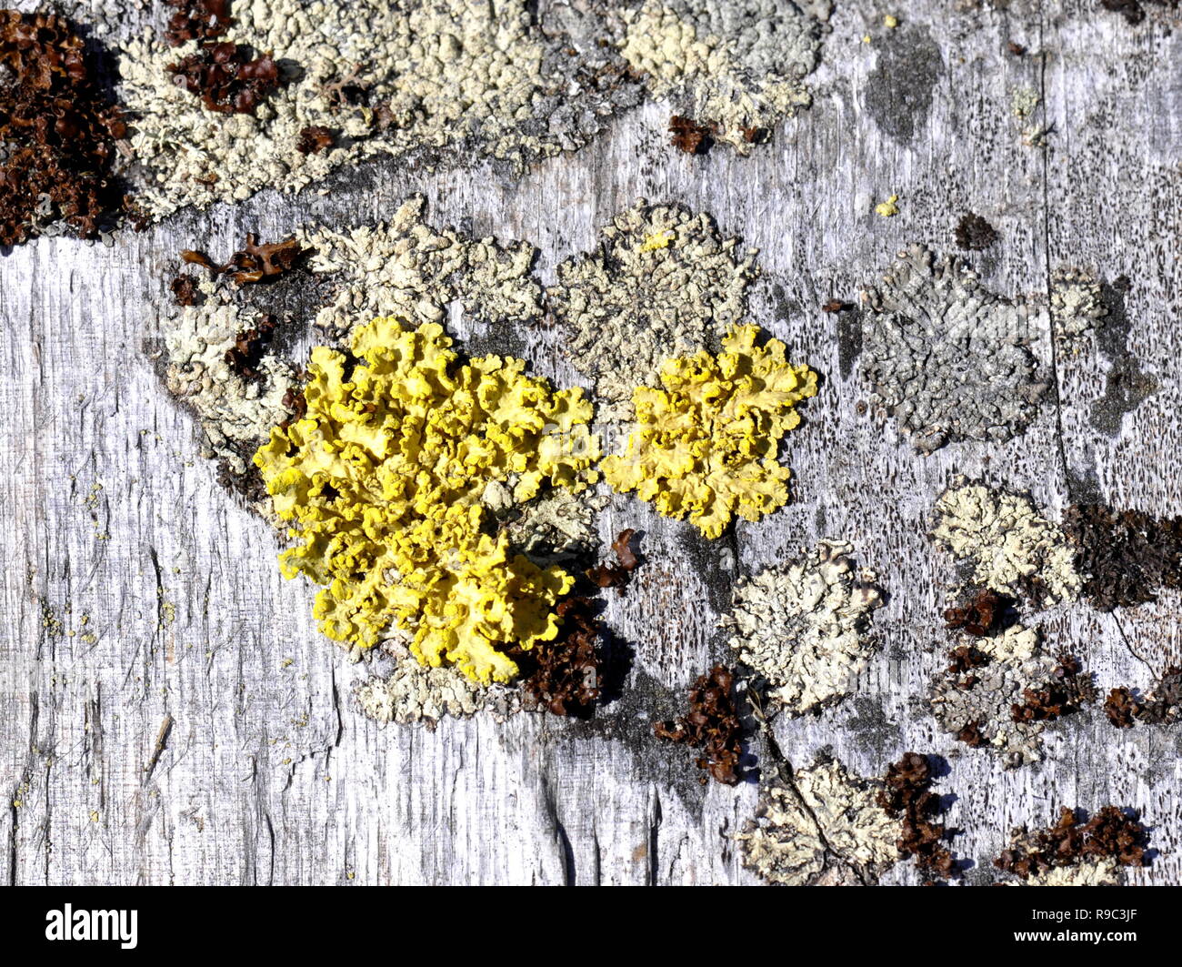 Yellow lichen Vulpicida pinastri growing on a piece of old wood Stock Photo