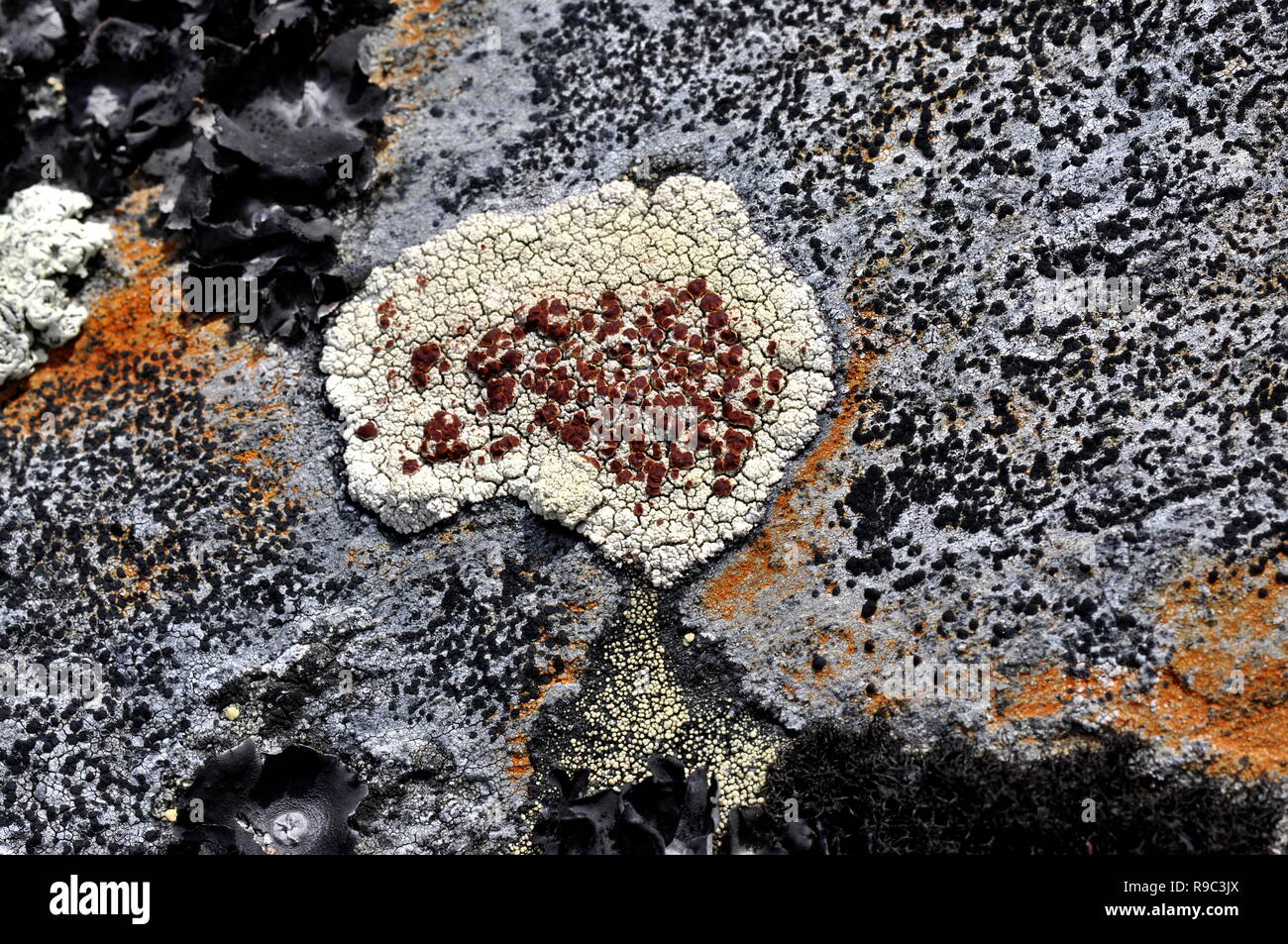 Crustose Graphis Crustose High Resolution Stock Photography and Images - Alamy