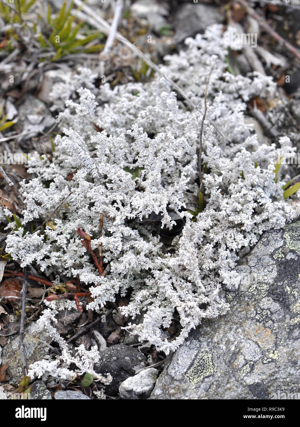 Snow lichen Stereocaulon paschale Stock Photo