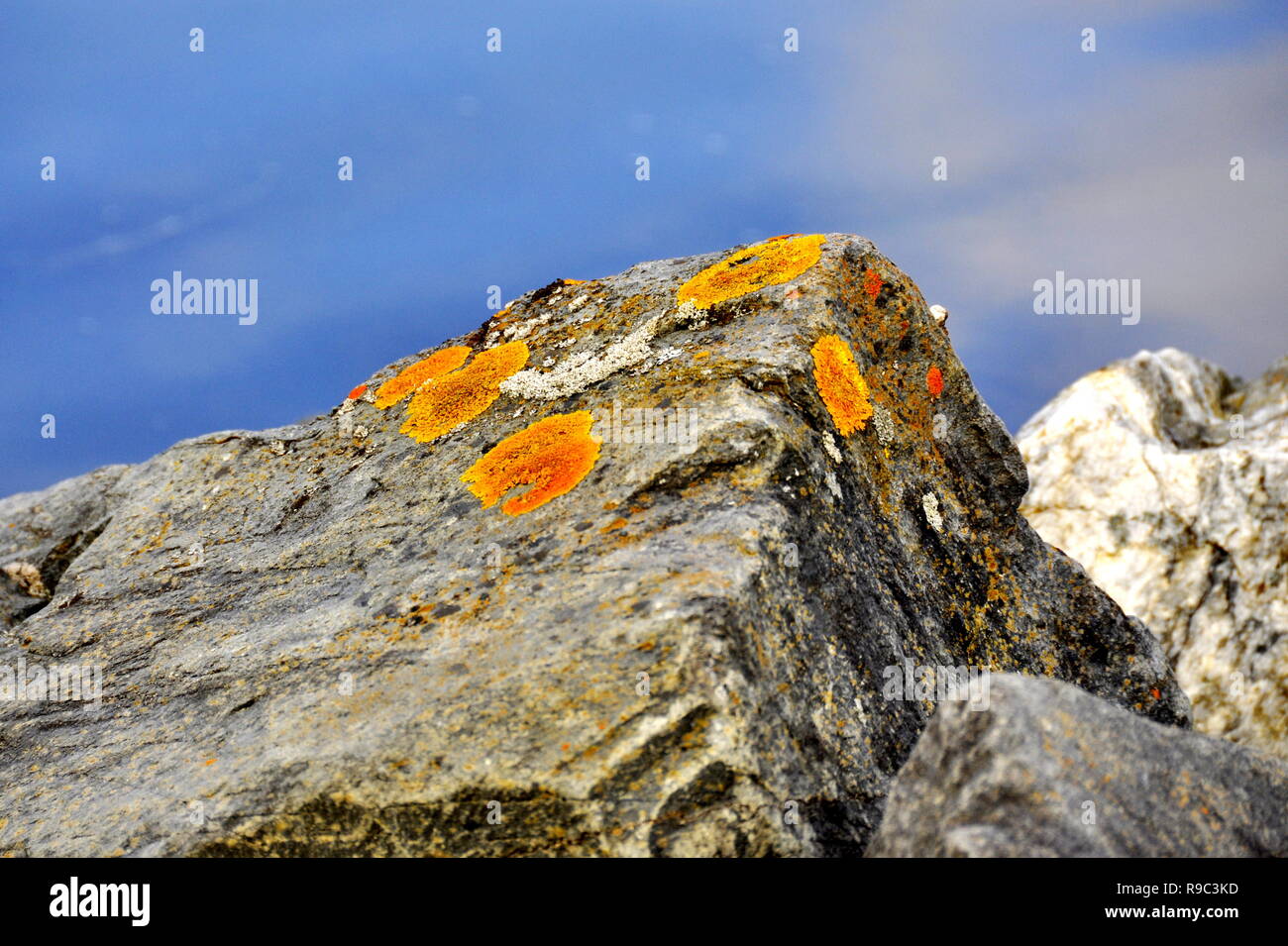 Common orange wall lichen on stone Stock Photo