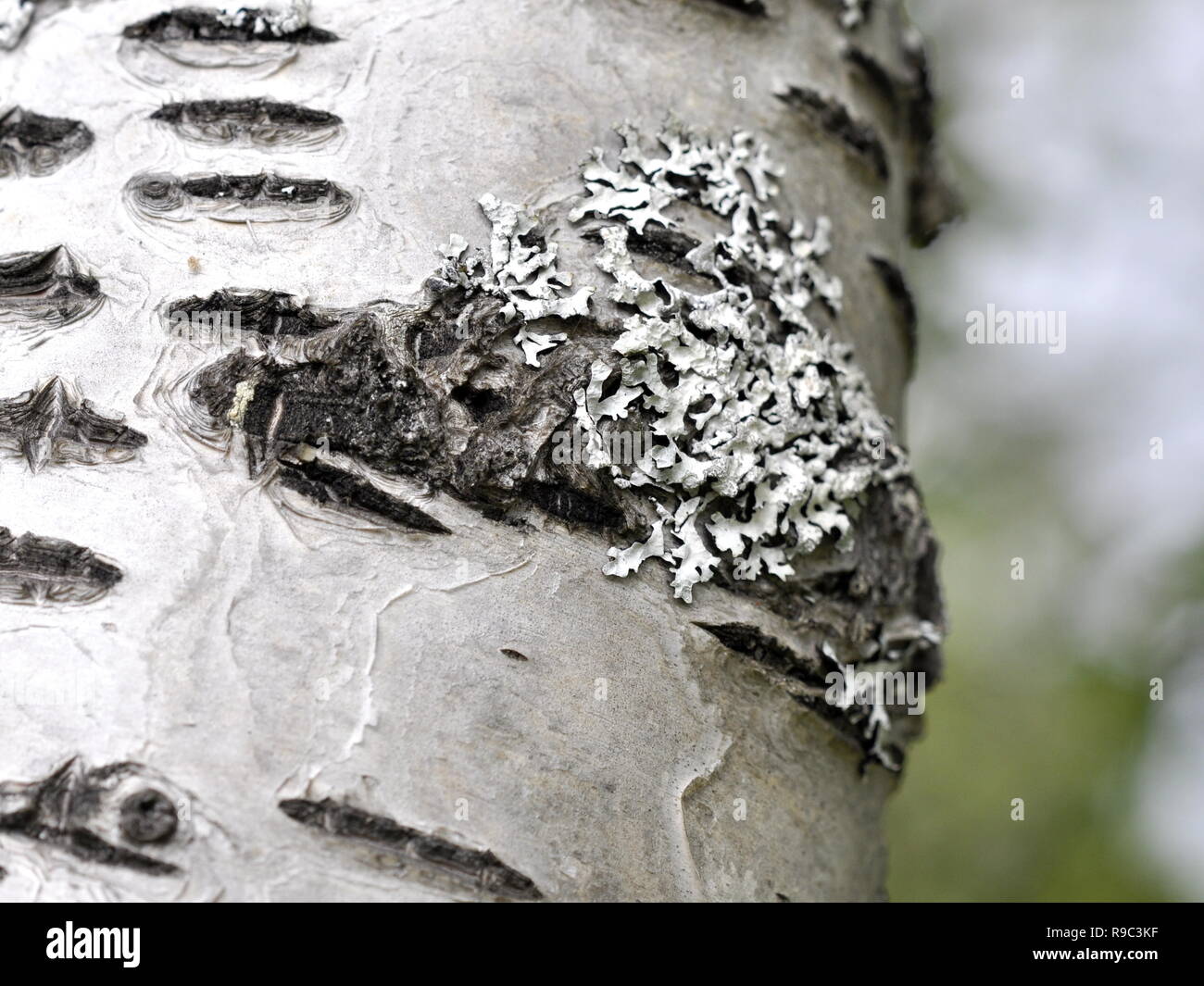 White tube lichen growing on a birch stem Stock Photo
